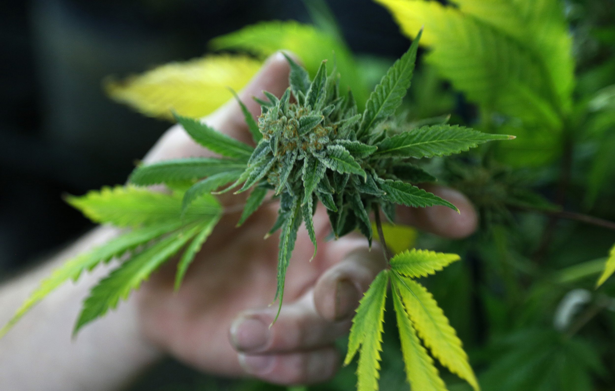 Colorado Marijuana Tax Refund