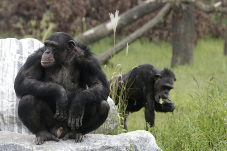 chimpanzees-learn-call