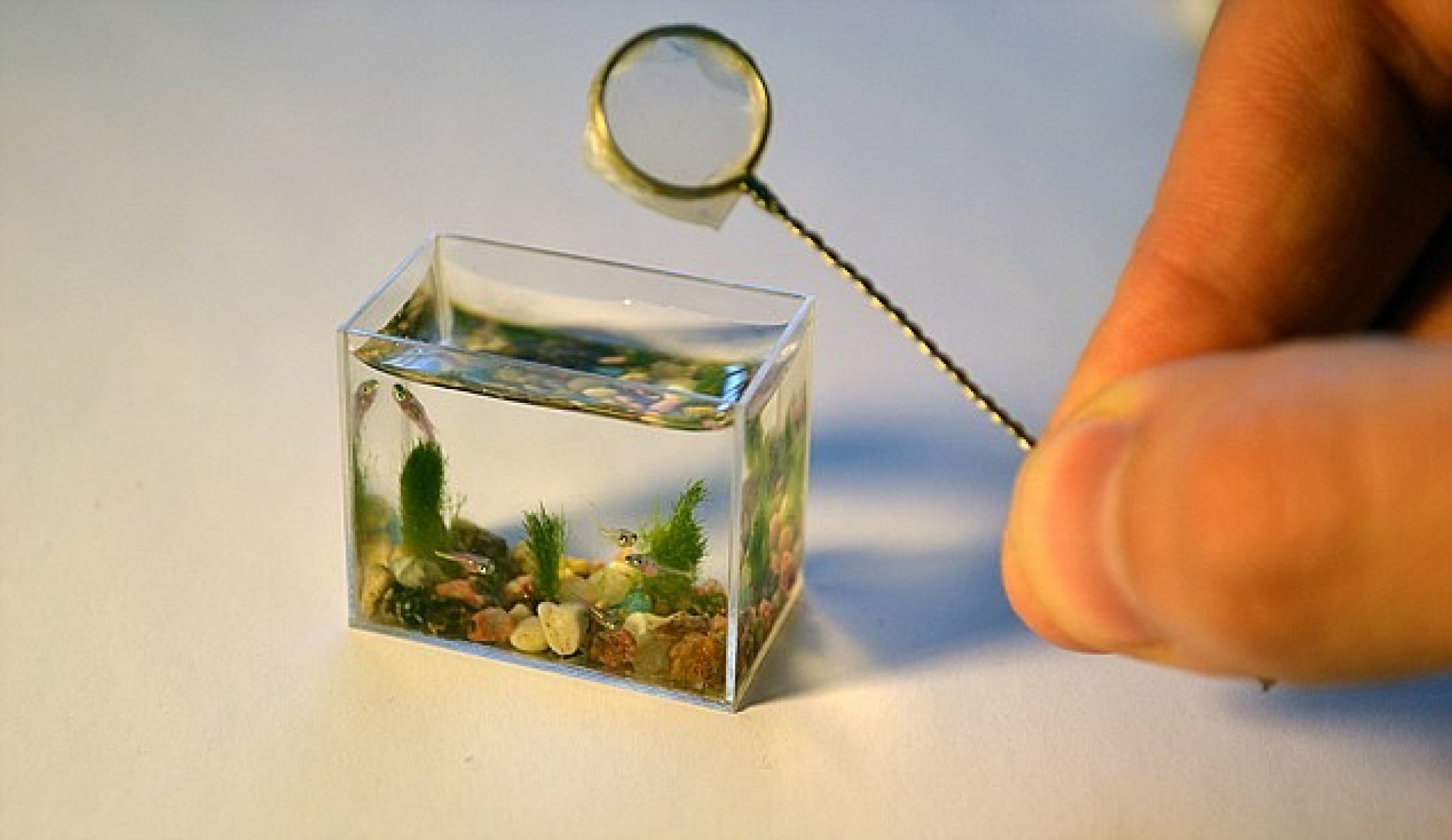 Worlds smallest aquarium with fish