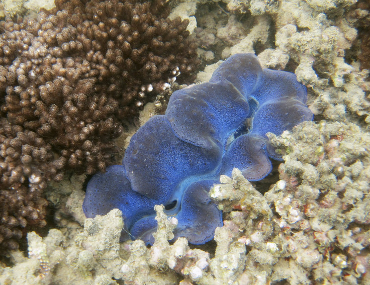 great barrier reef