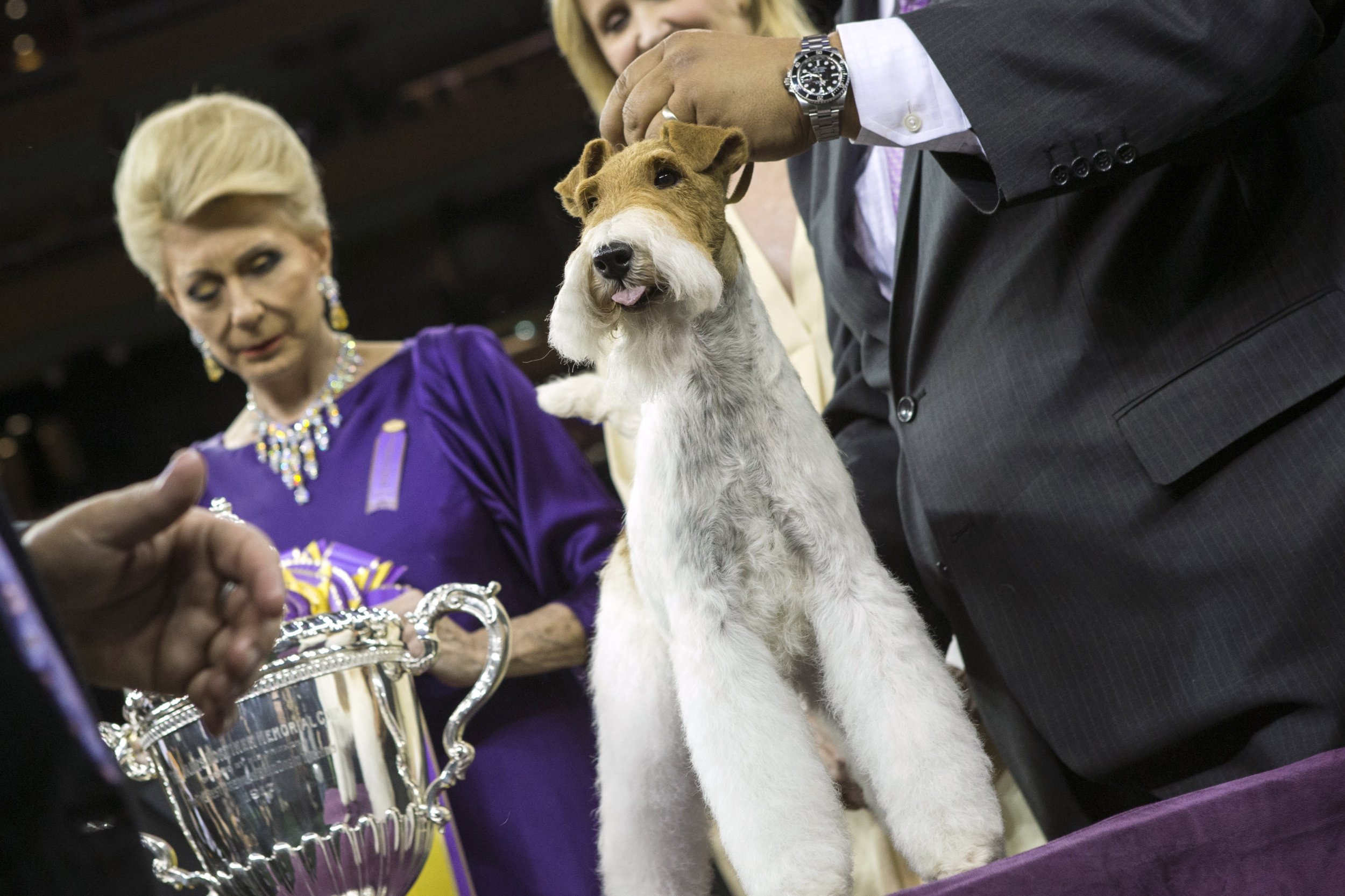Westminster Dog Show 2015 Live Stream When And Where To Watch 139th