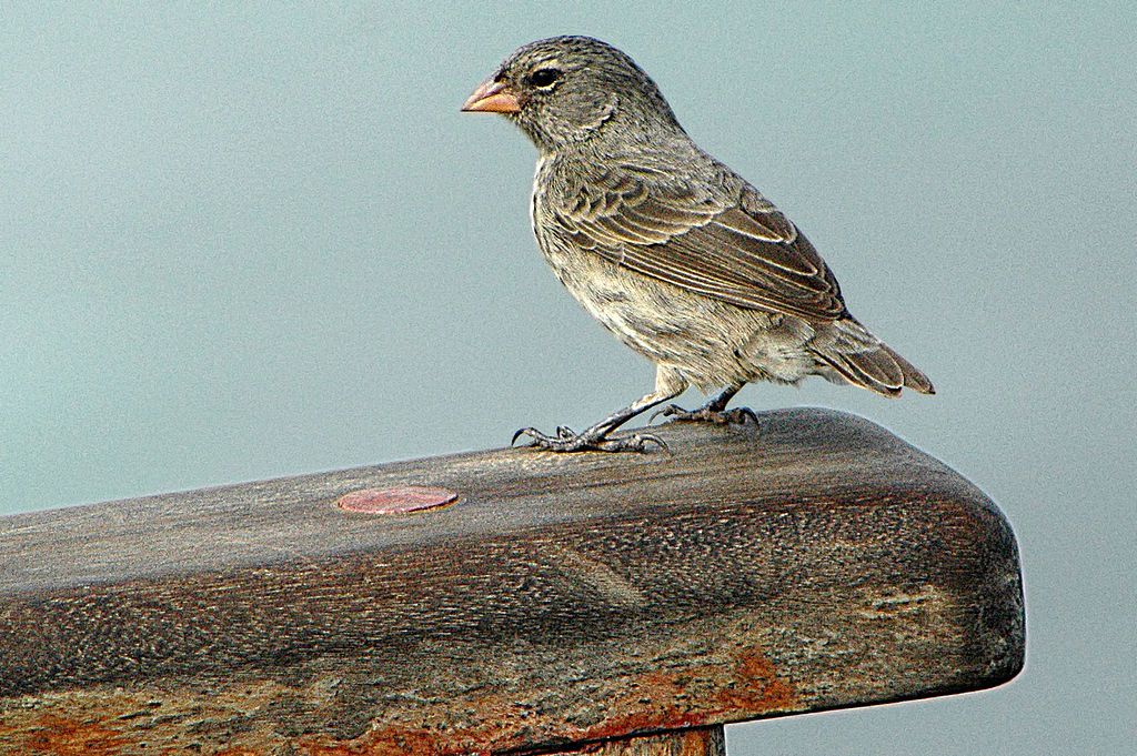 Genetic Study Of Darwin’s Finches Sheds Light On Evolutionary History ...