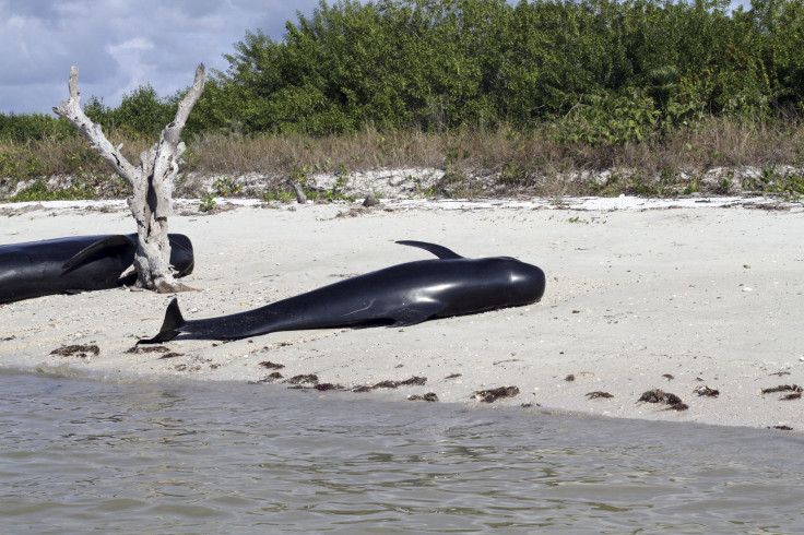 pilot whales in florida