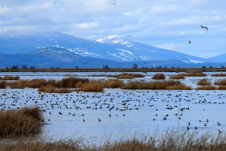 Wetlands Carbon Sinks