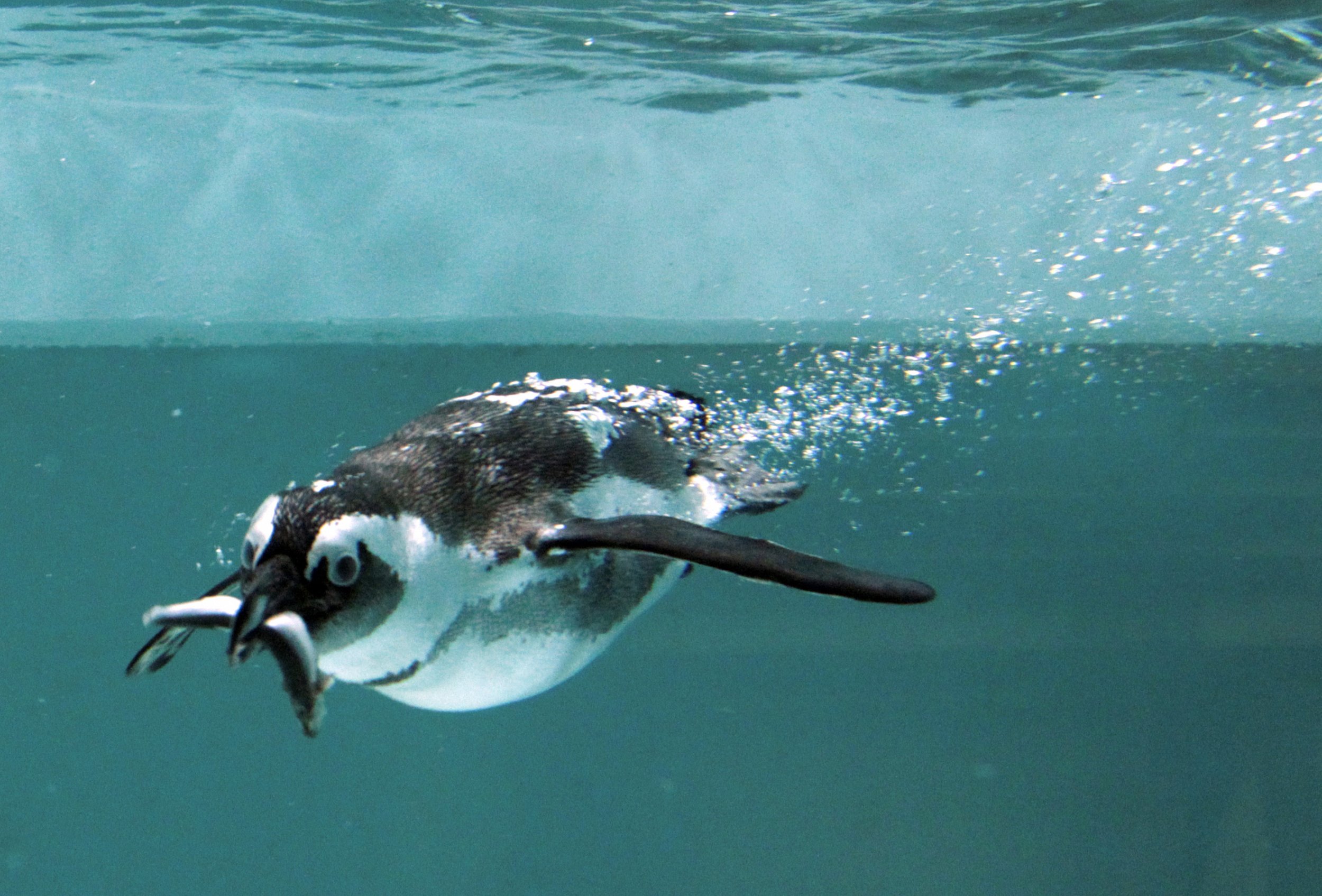 king penguin eating fish