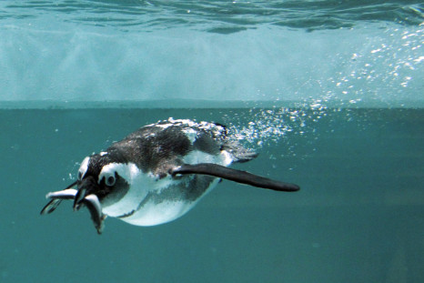 penguins-cannot-taste-fish