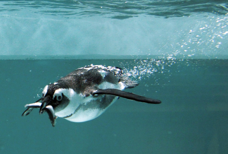 penguins-cannot-taste-fish