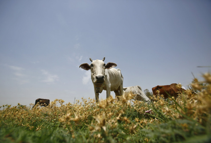 haryana cow
