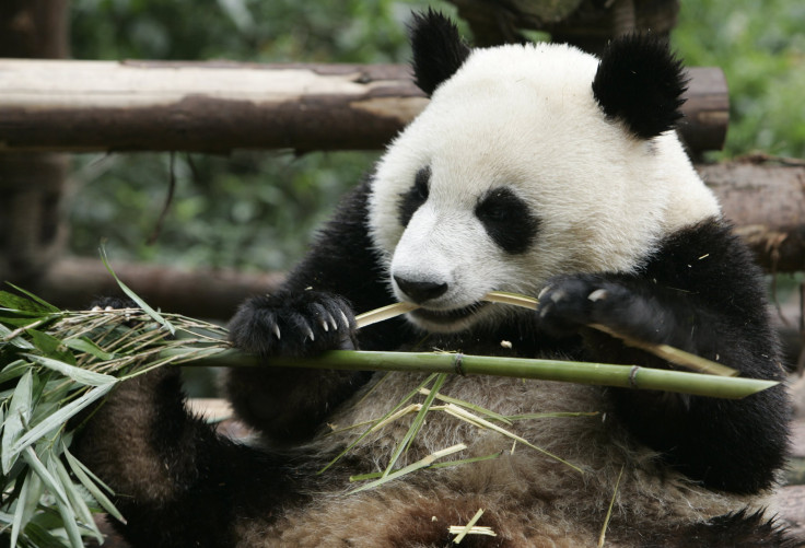 panda in China