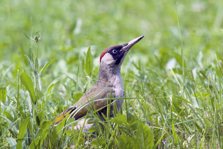 Woodpecker