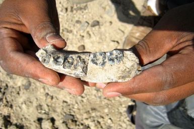 Jawbone fossil in Ethiopia