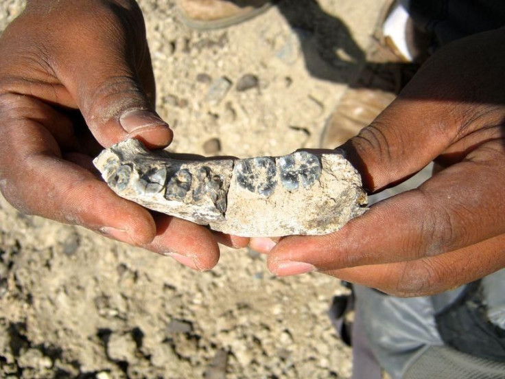 Jawbone fossil in Ethiopia
