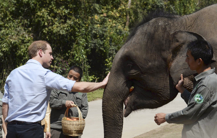 prince william elephant