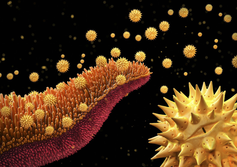 Pollen grains, Asteraceae, Artwork