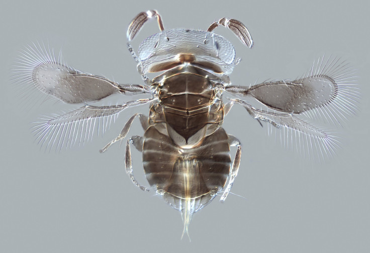 Parasitoid wasp Wallaceaphytis kikiae