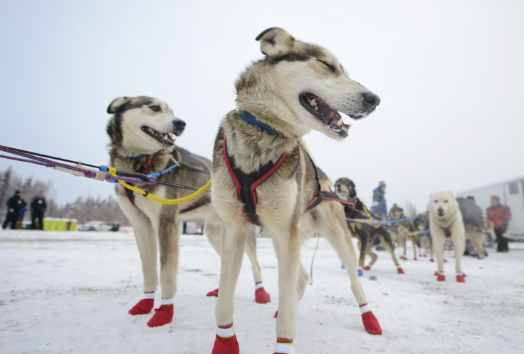 Iditarod