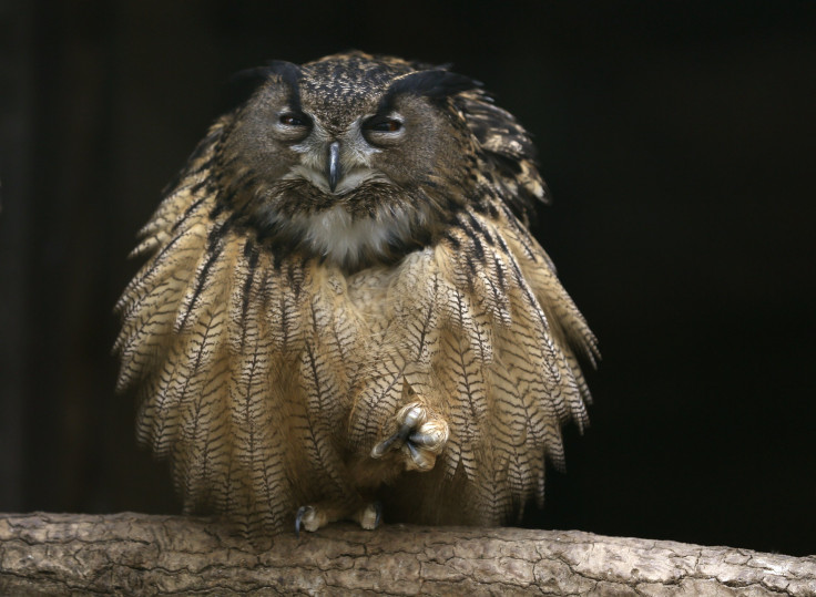 eagle owl