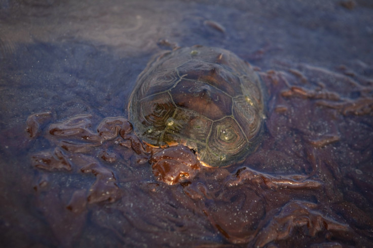 BP Oil Spill Turtle