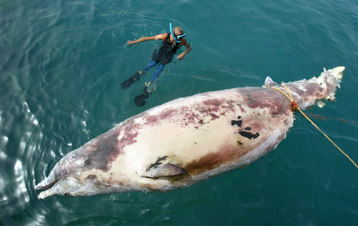 beaked whale