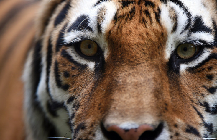 China politicians sanctions over illegal tigers