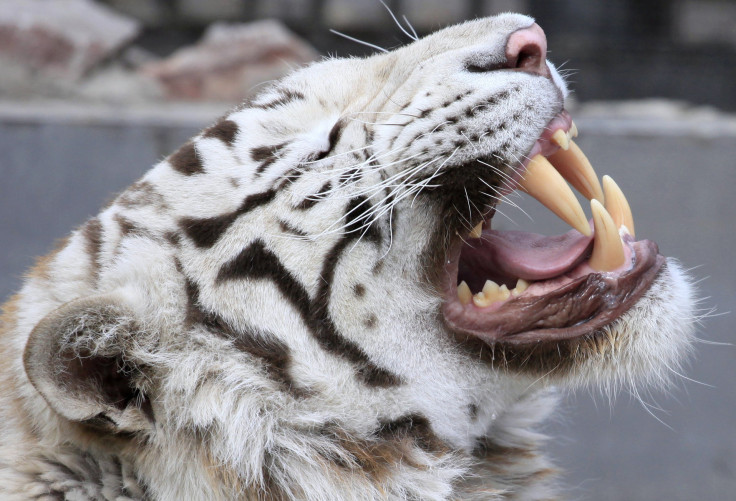 SiberianTiger