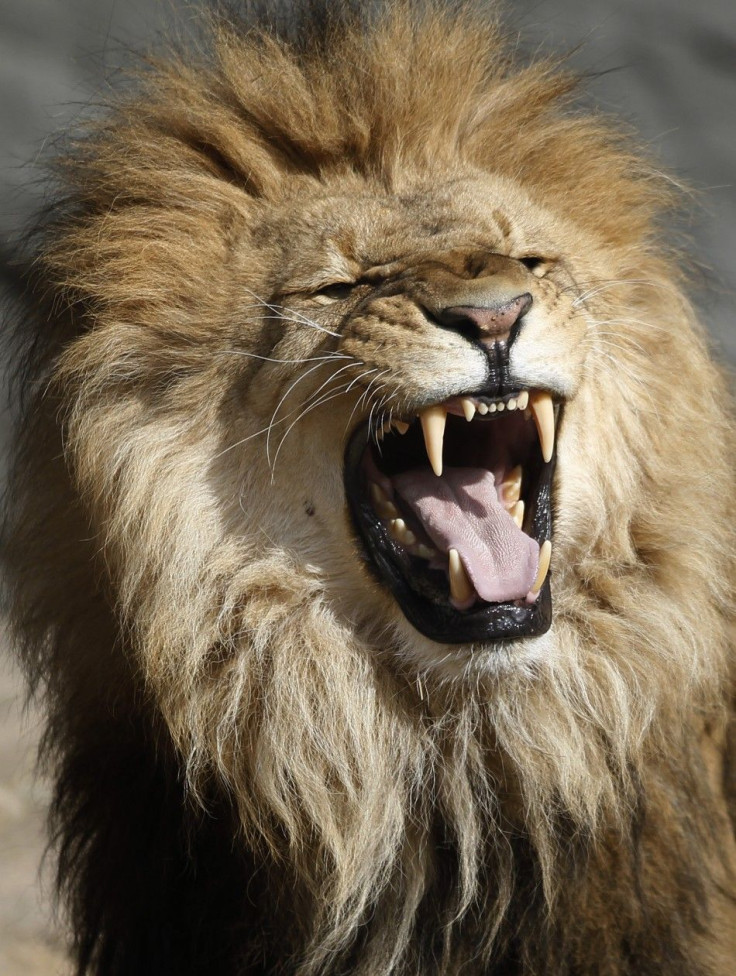 Lion roars in his enclosur