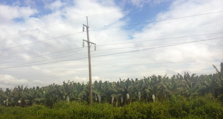 Honduras Bananas Panorama