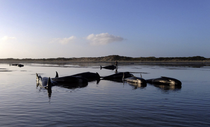 pilot whales beached