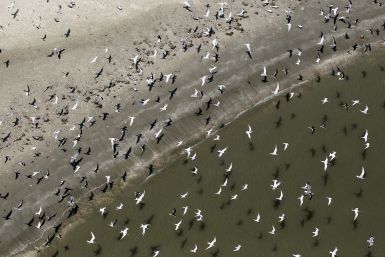 BP Deepwater Horizon Oil Spill Still Damaging Gulf Wildlife, National Wildlife Federation Says 