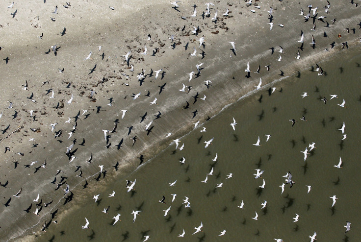 BP Deepwater Horizon Oil Spill Still Damaging Gulf Wildlife, National Wildlife Federation Says 