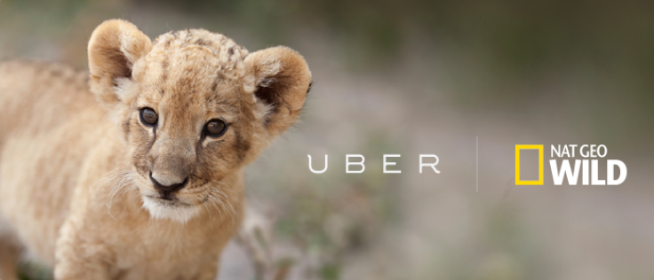 uber lions