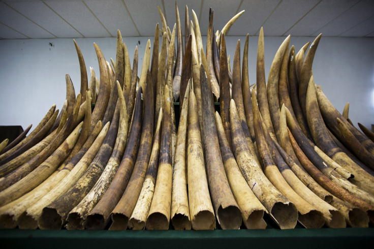 Illegal Ivory Black Markets
