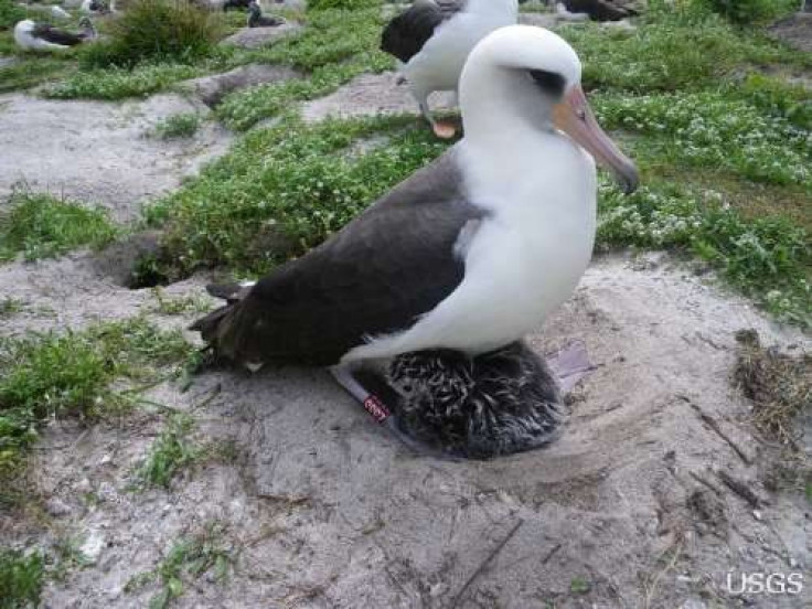 Oldest known wild bird a new mom...at 60