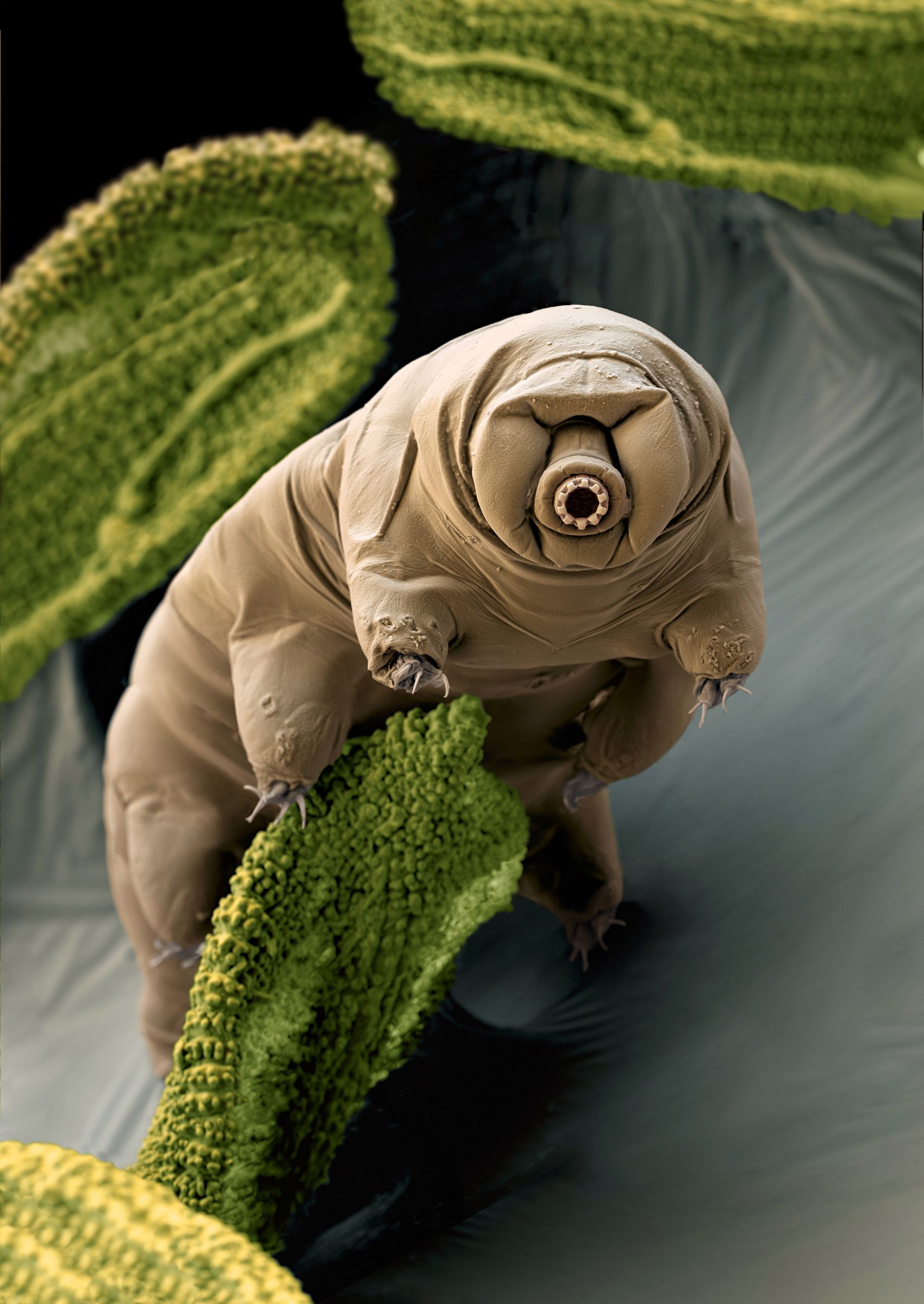 Scientists Offer Serious Warning About Water Bears On The Moon IBTimes