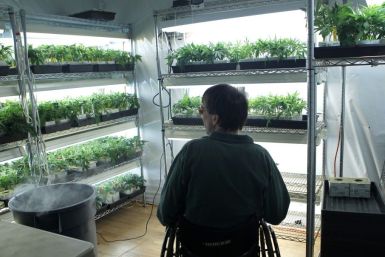 Richard Lee, founder of Oaksterdam University, looks over medical marijuana plants in a grow room in Oakland, California June 30, 2010. 