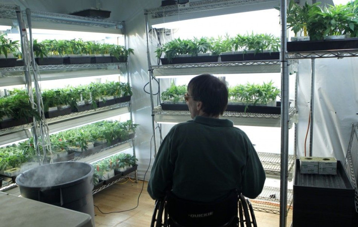 Richard Lee, founder of Oaksterdam University, looks over medical marijuana plants in a grow room in Oakland, California June 30, 2010. 