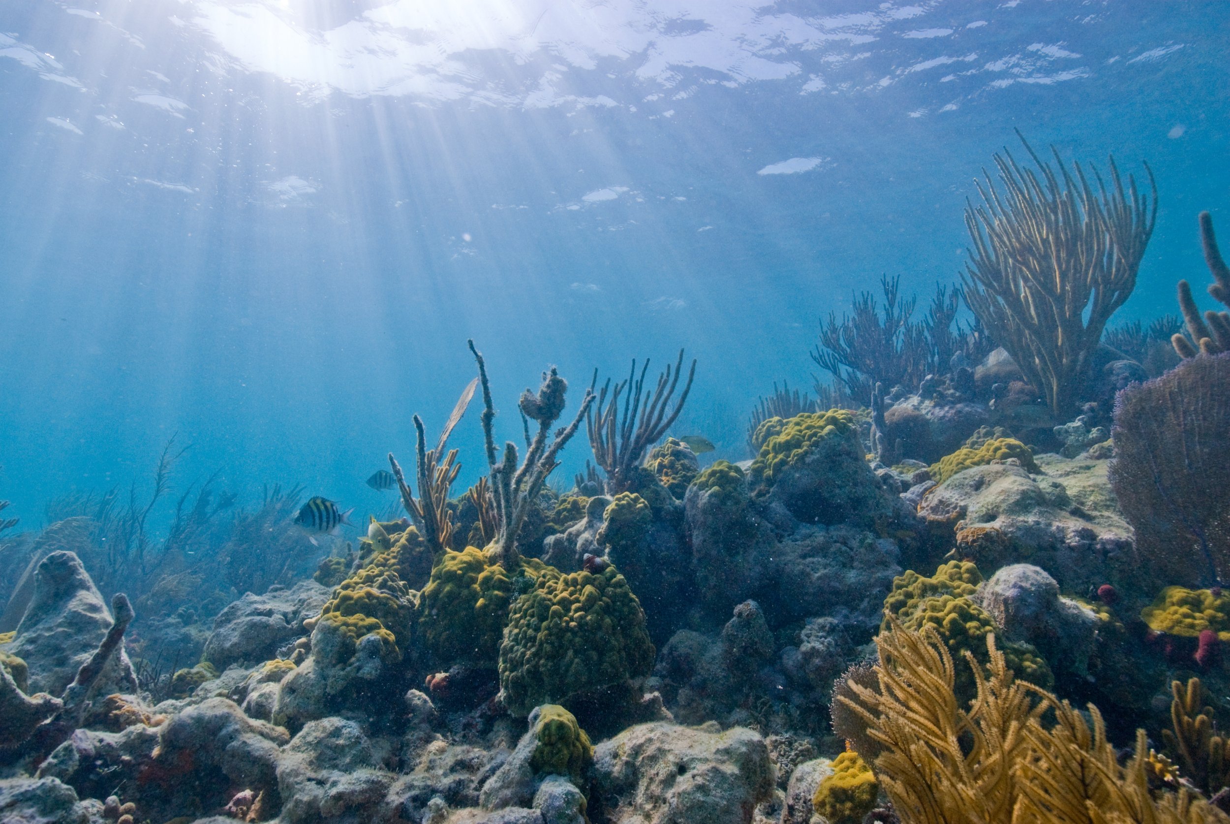 climate-change-to-affect-florida-coral-reefs-sooner-than-thought