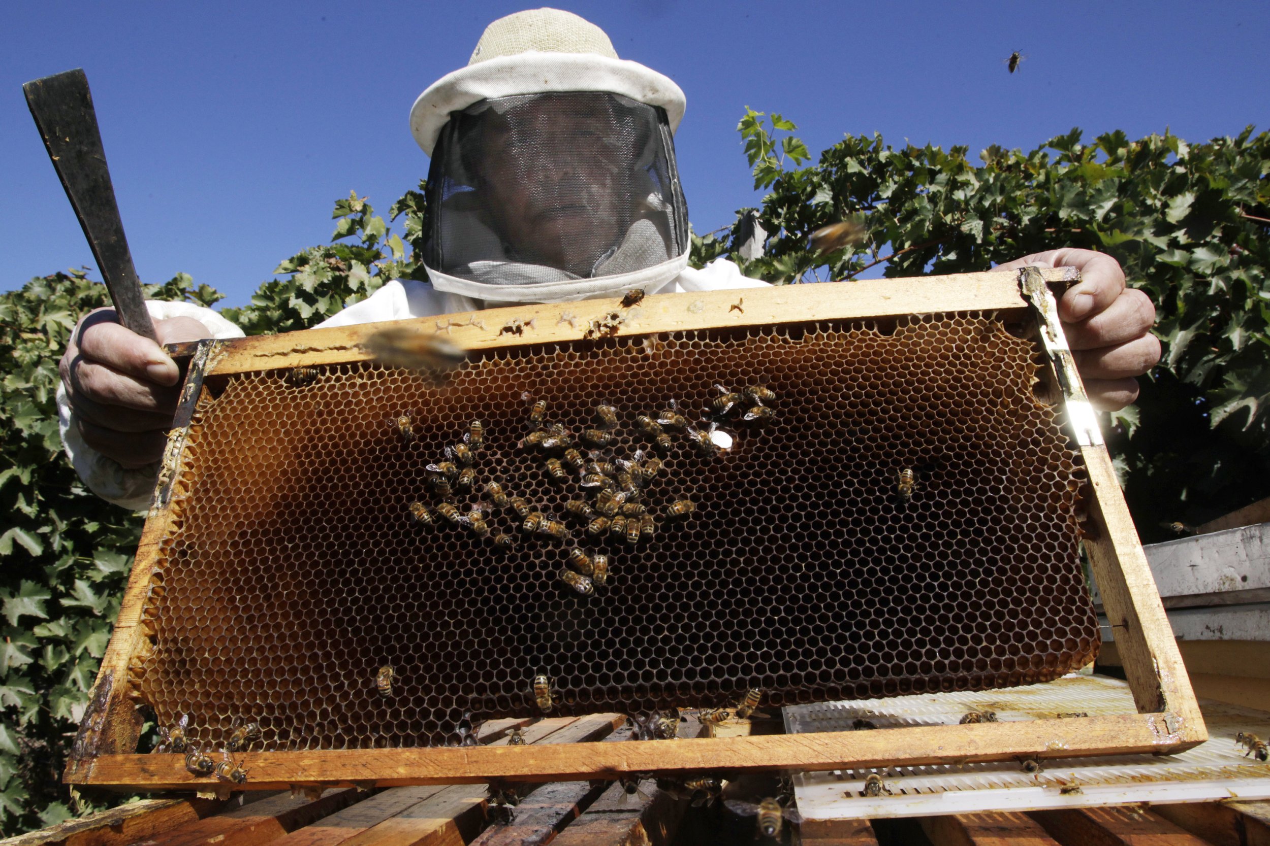 Florida Bee Swarm: Three Men Hospitalized After Attempting To Take ...