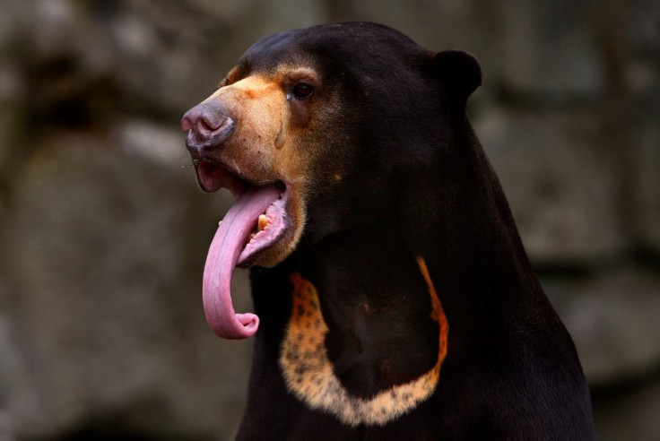 Sun Bear 