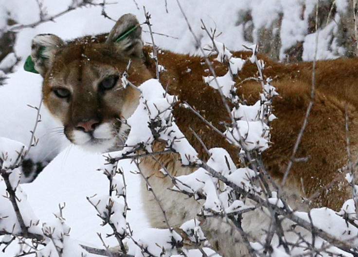 mountain lion