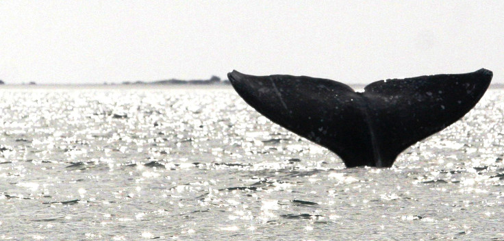 Gray Whale