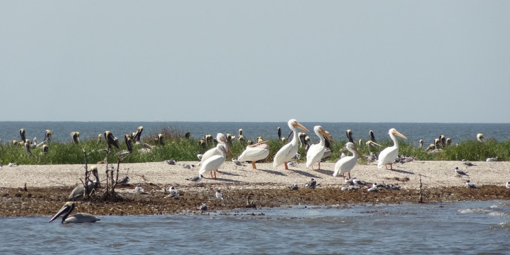 NOLA_Cat Island June2010