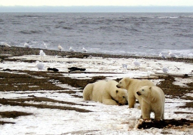 Arctic national wildlife refuge