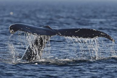 humpback whales (2)