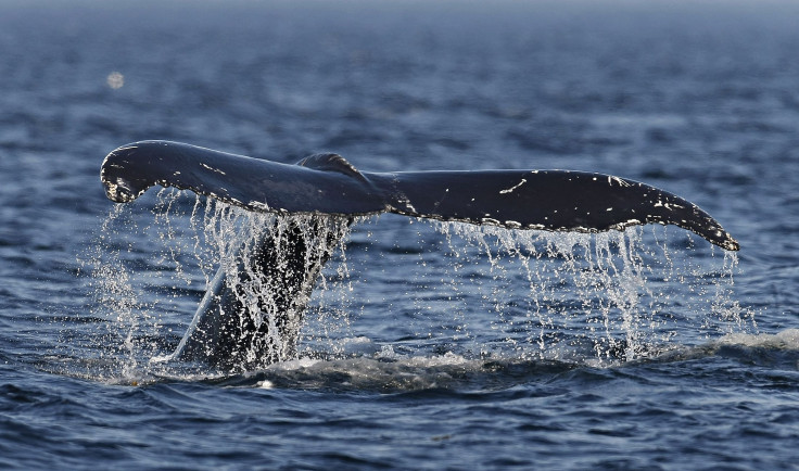 humpback whales (2)