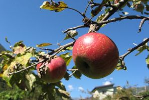 1500 Apple Trees Destroyed by Vandals