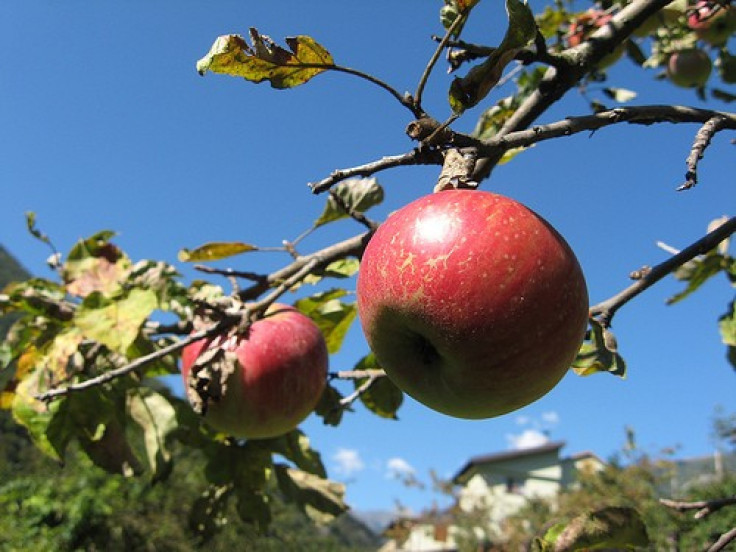 1500 Apple Trees Destroyed by Vandals