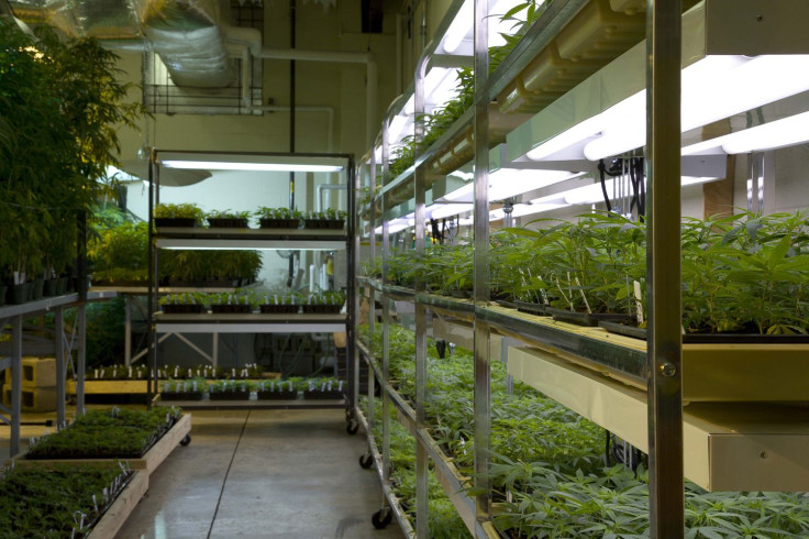 Government marijuana farm lab