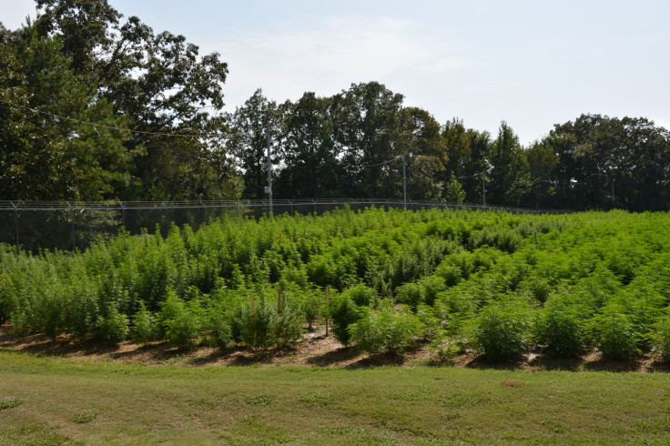 Government marijuana farm outdoor