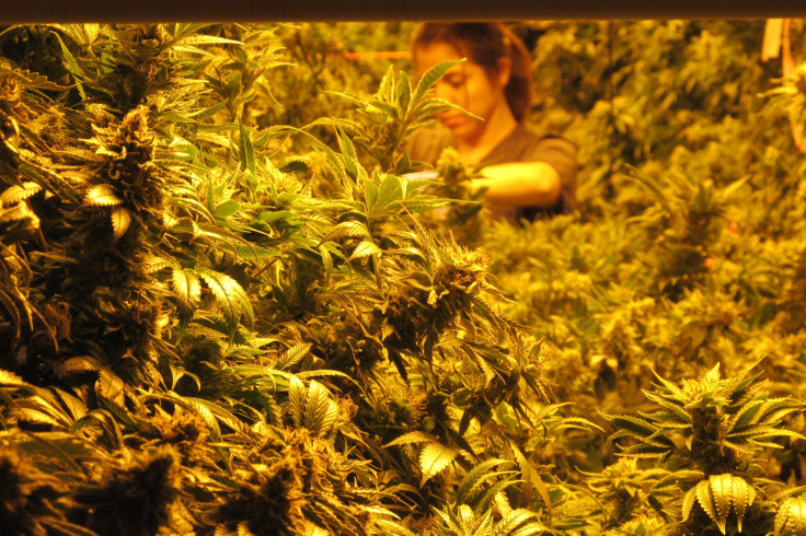 Marijuana grower